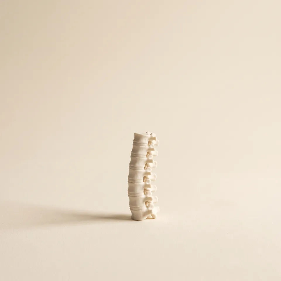 Um modelo de coluna vertebral humana